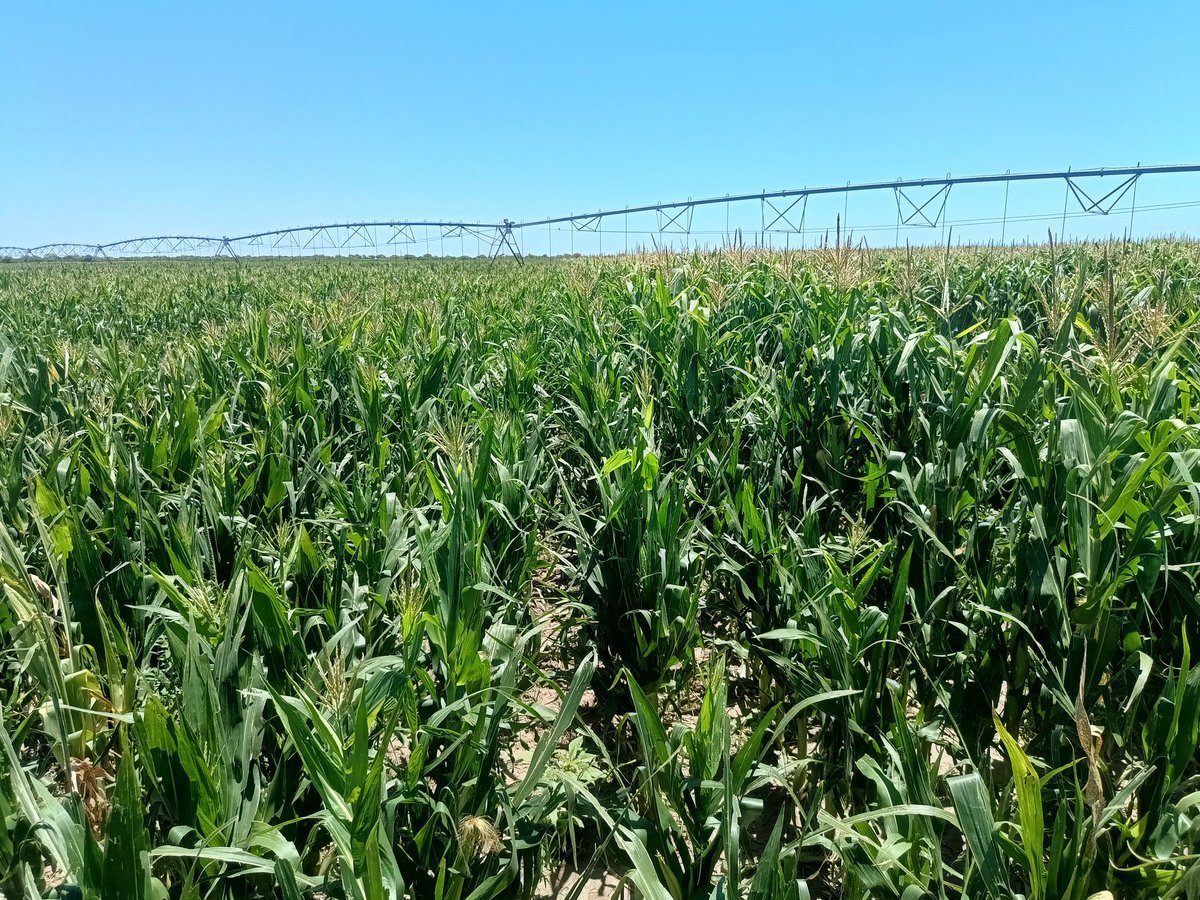 Si nunca viste fito de imazetapir en maíz, te muestro que pasa cuando aplicaste, y te das cuenta que se colaron bolsas de un híbrido NO CL junto con el CL que tenía que ir en el lote.