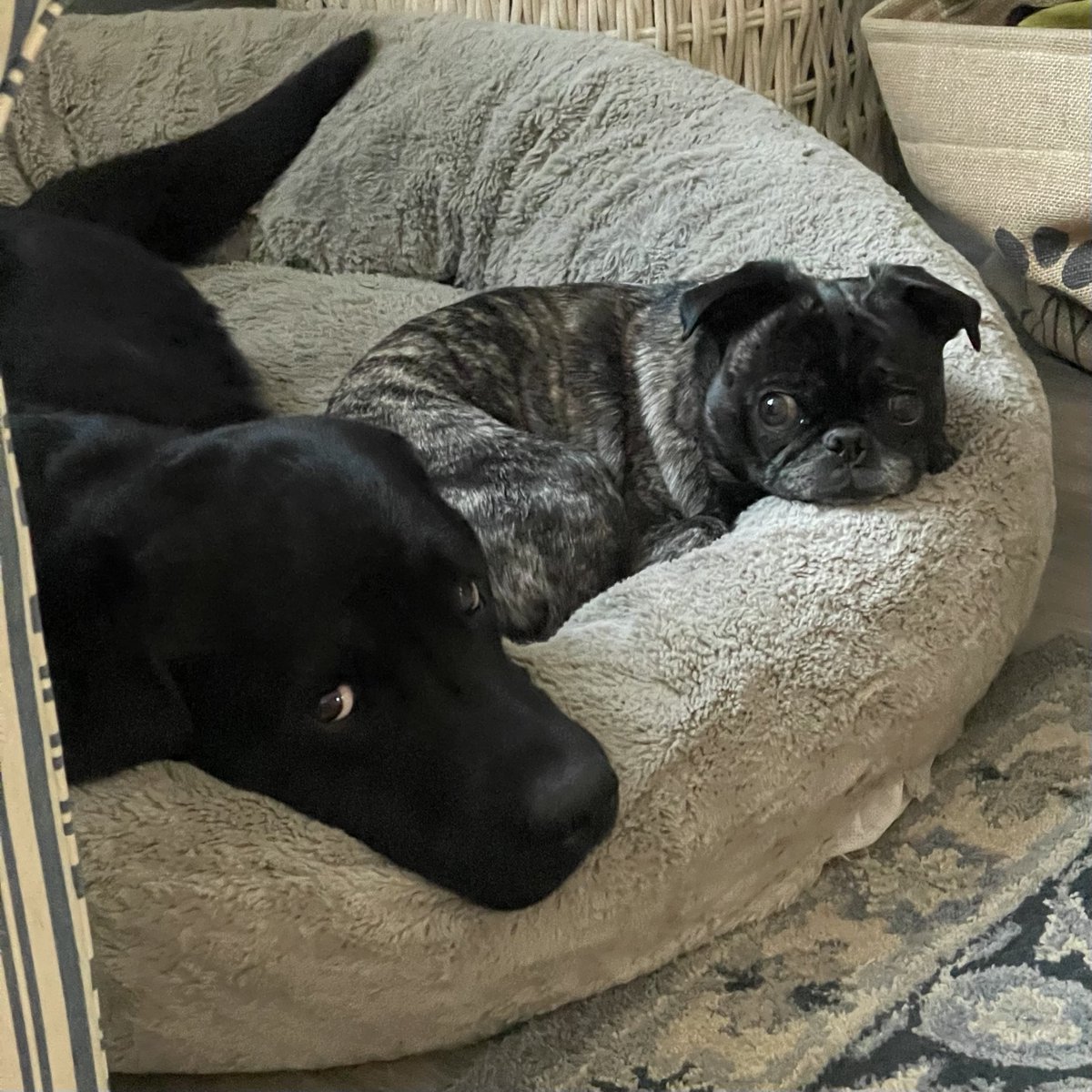 TarlyLabrador's tweet photo. Watching the man play video games https://t.co/NFK0wi7HEF
