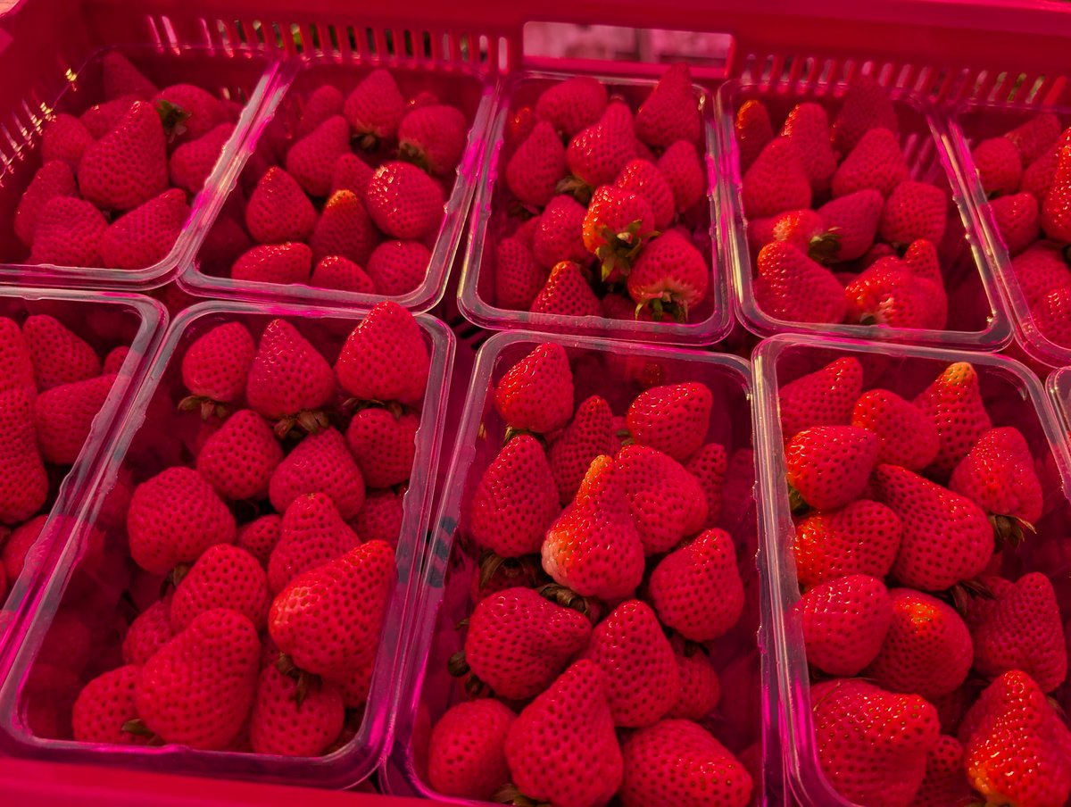 Jan Robben tweet media