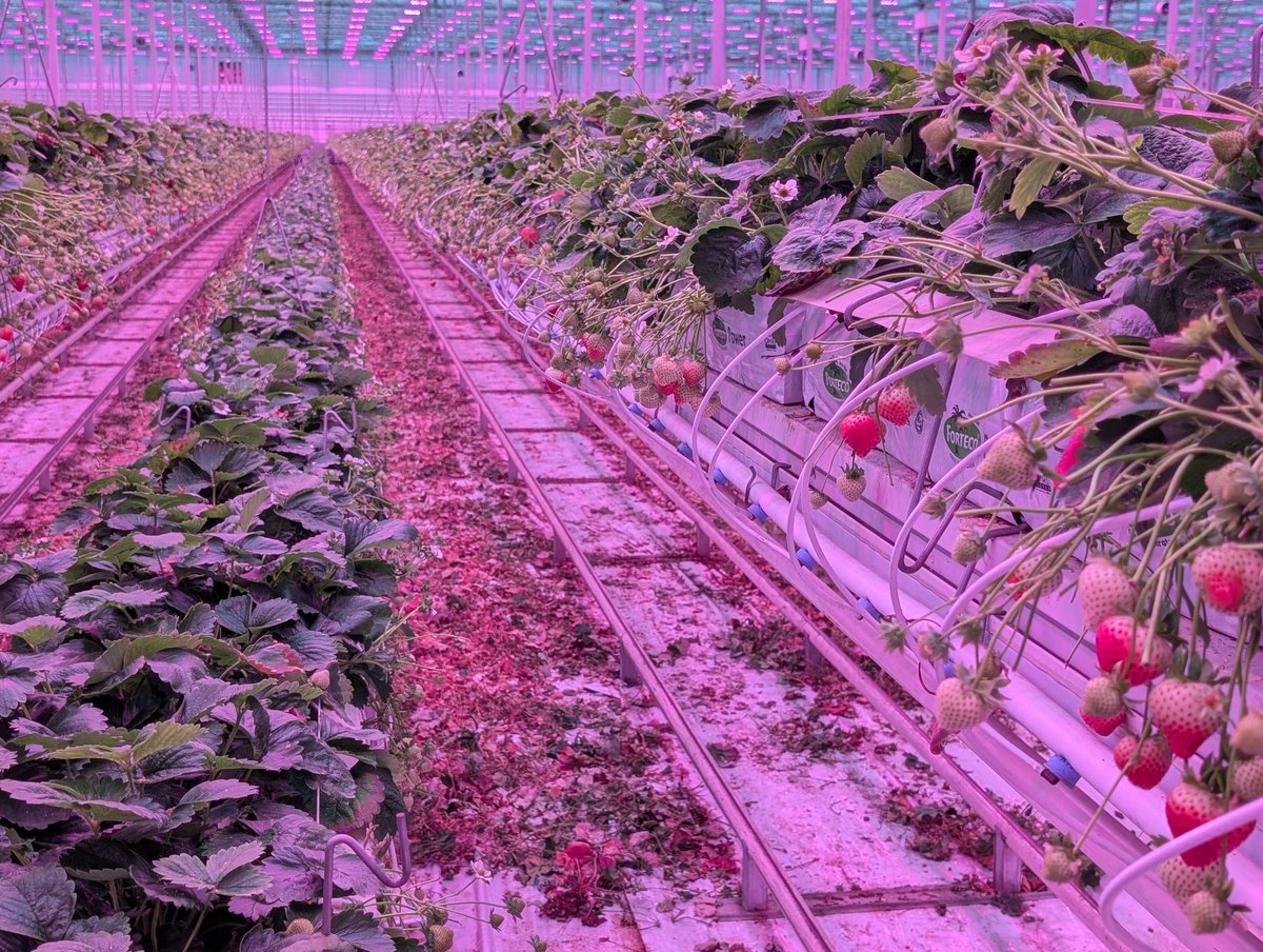 Jan Robben tweet media