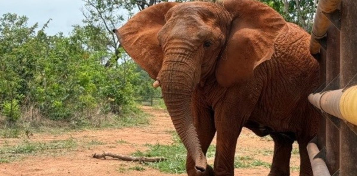 EL INFORME PRELIMINAR INDICA QUE KENYA MURIÓ POR ENFERMEDADES CRÓNICAS DERIVADAS DEL CAUTIVERIO

La necropsia inicial de la elefanta, fallecida a los 44 años en un santuario de Brasil, reveló osteomielitis grave, severos daños pulmonares y una probable tuberculosis, cuadros que