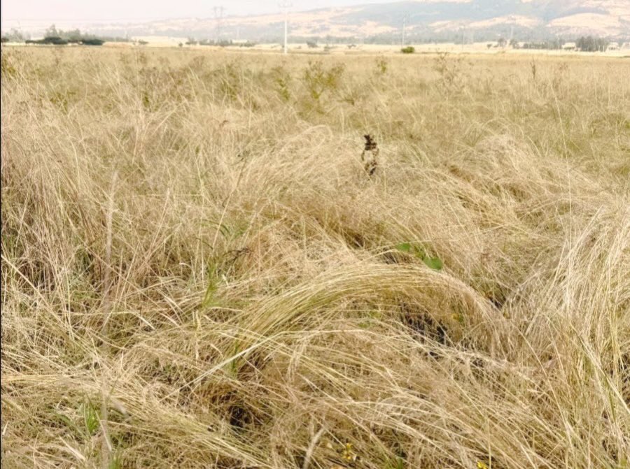 ያረሰን  እንዲዘራ፣
የተዘራን  እንዲያሽት፣
ያሸተን  እንዲታጨድ፣
የታጨደን  እንዲሰበሰብ፣ 
የተሰበሰበን  እንዲከምር፣ 
የተከመረን  እንዲያበራይ፣
የተበራየን  በጎተራ እንዲያኖር፣ 
.
እድሜን ከጤና ፣
ጉልበትን ከማስተዎል ፣
ግዜን ደግሞ ከፀጋ ጋር