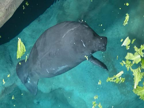 #DYK? Manatees don't have necks.

Unlike most marine mammals, manatees have six cervical vertebrae instead of seven, restricting neck mobility, and making them turn their entire bodies to reach food!

#ManateeMonday #ManateeFunFact