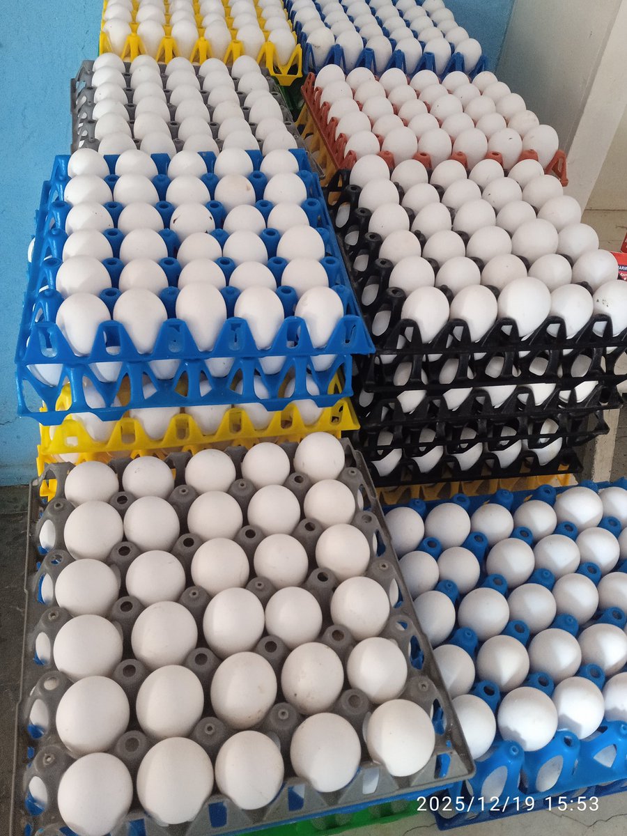 Recibimos en nuestras unidades los huevos para  embarazadas y las  dietas crónicas . 
#MantuaDeCuba
#ComercioDelPueblo