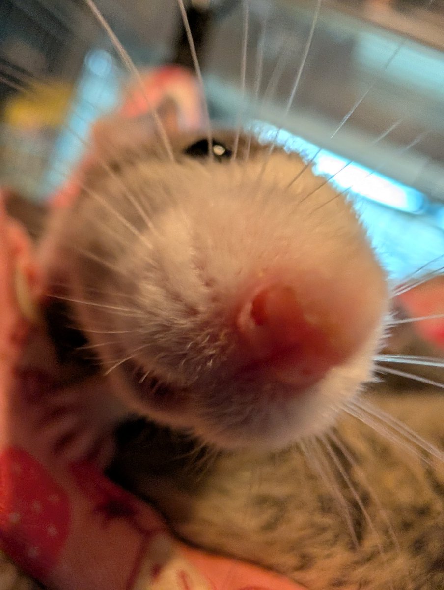 a bunch of rats✨ tweet media