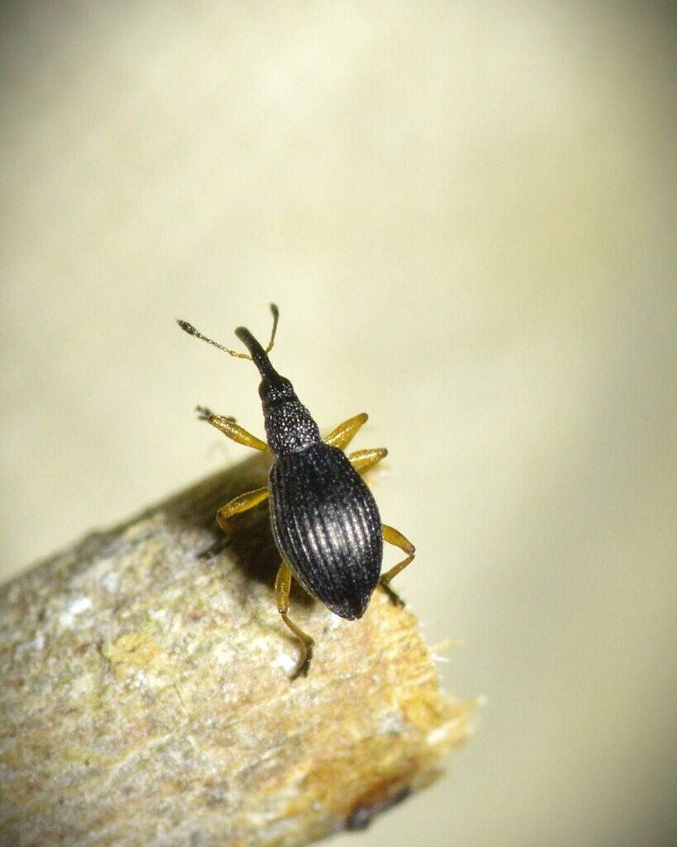 Every day is a good day to appreciate weevils