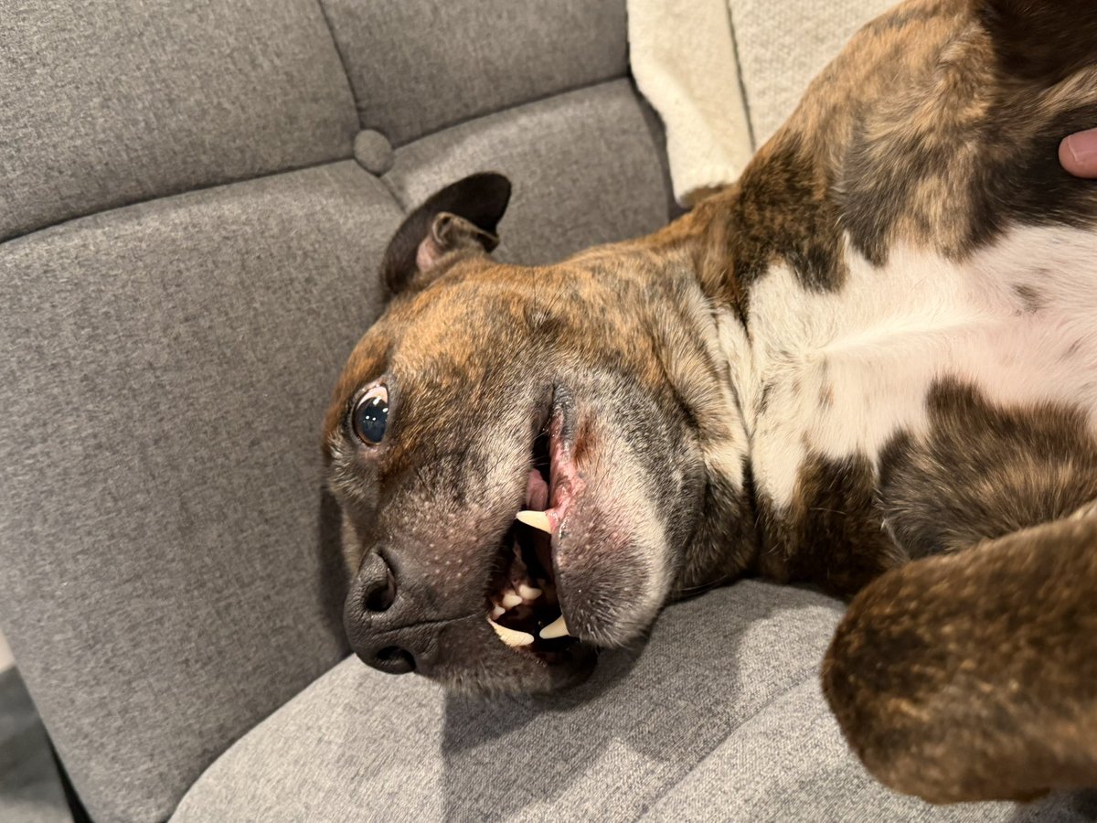 It’s my dog’s birthday today. He just turned 9!! Happy bday to the goodest boy ever 🥳🎉❤️