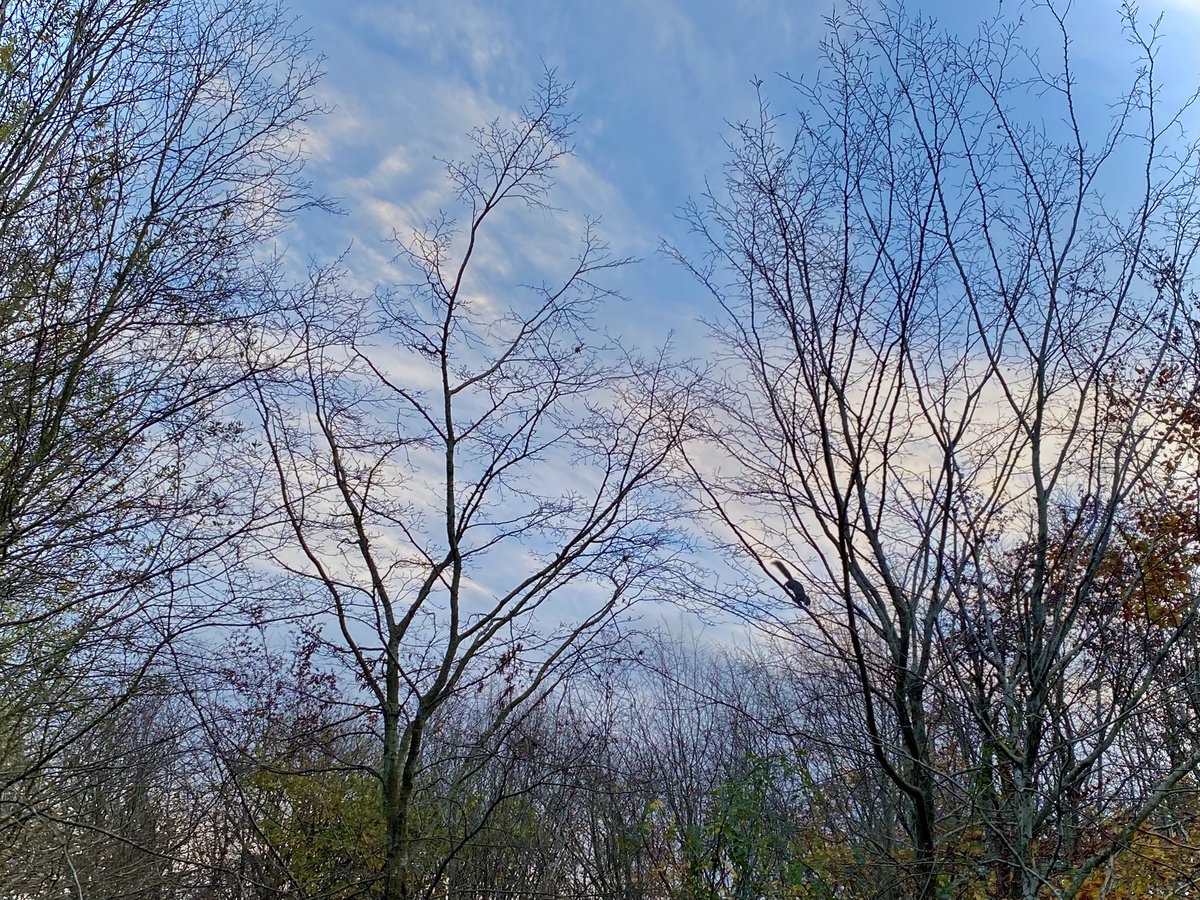 marialavande's tweet image. a squirrel jumping from branch to branch