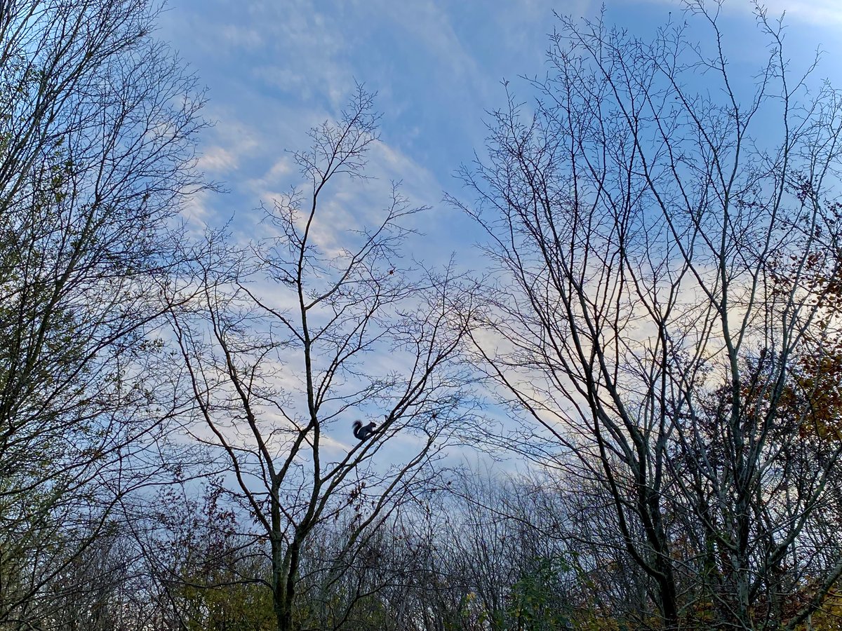marialavande's tweet image. a squirrel jumping from branch to branch