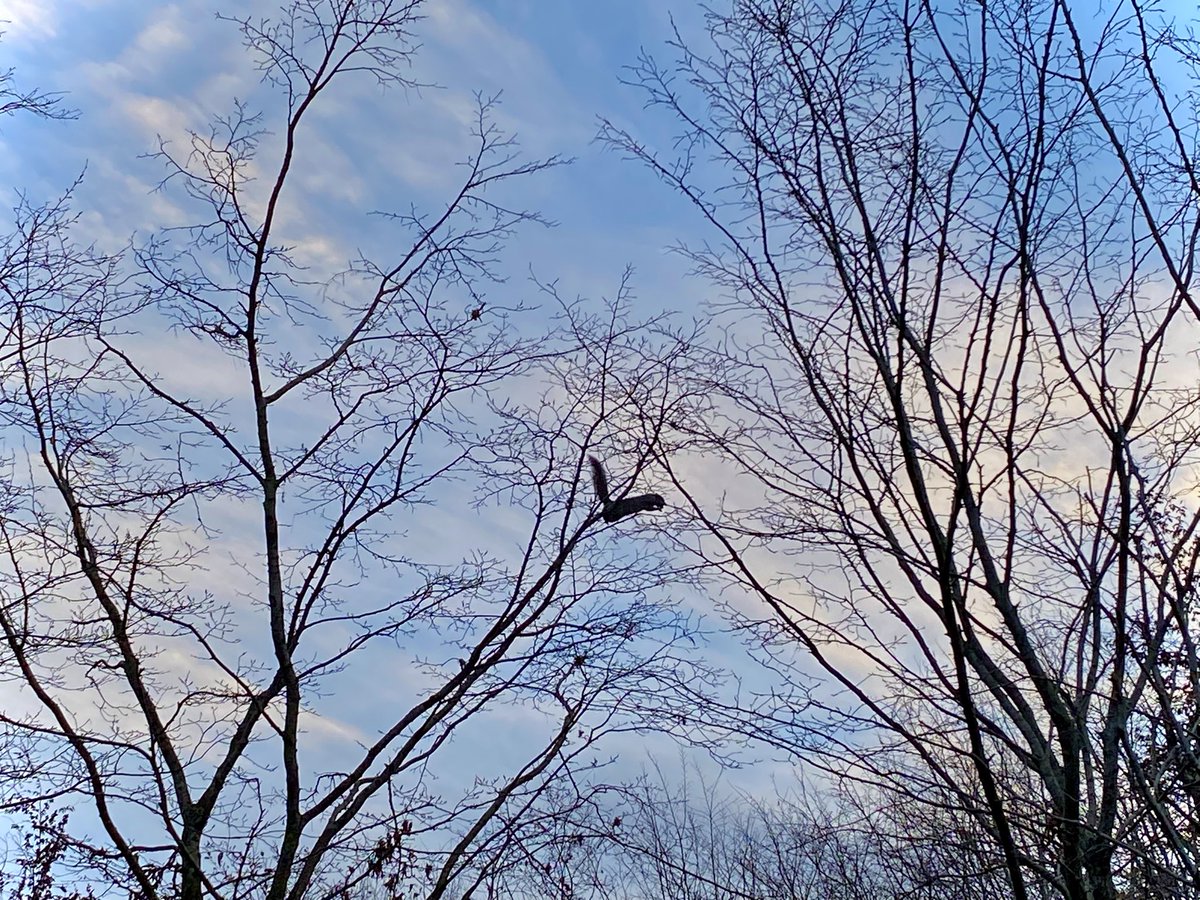 marialavande's tweet image. a squirrel jumping from branch to branch