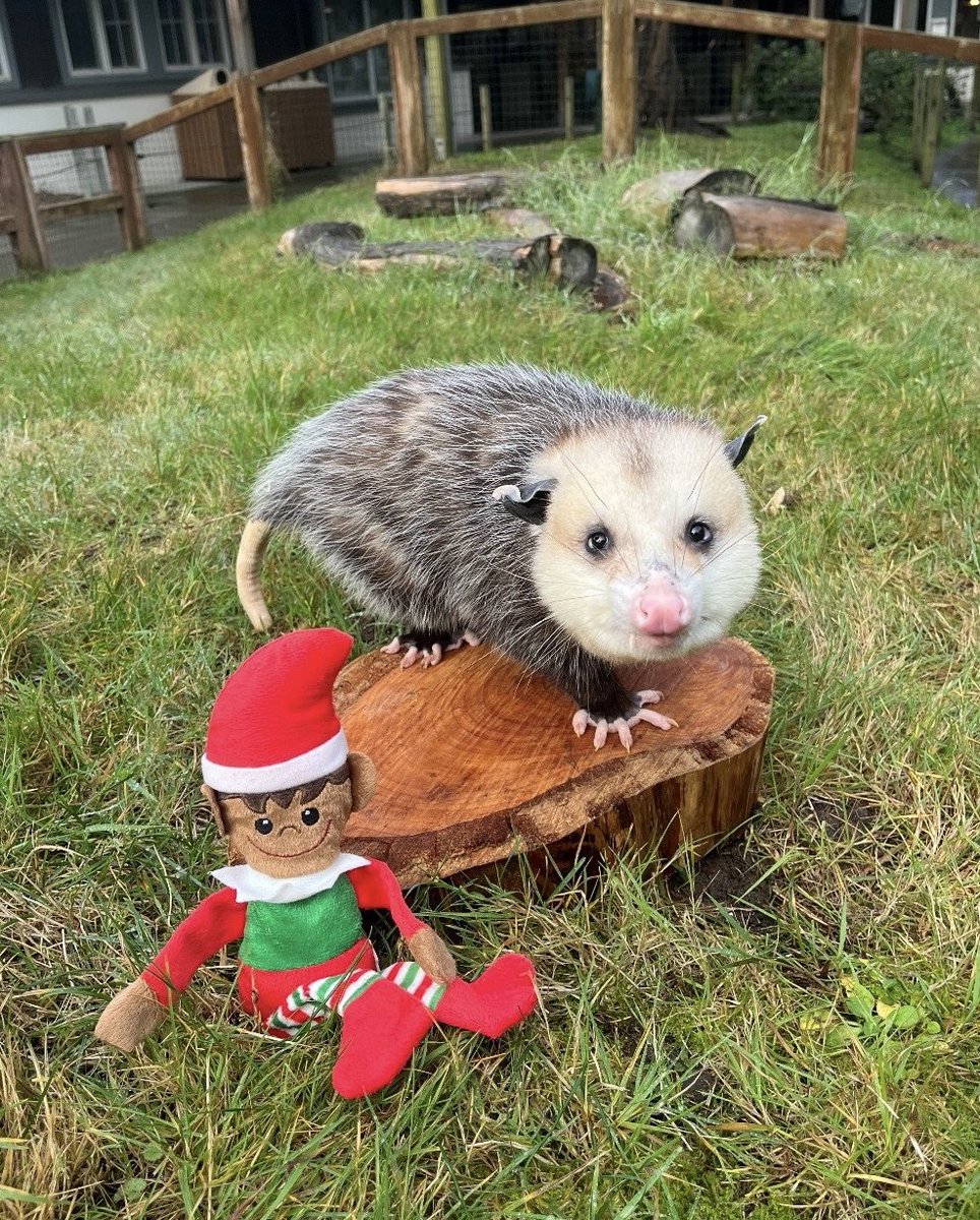 We recently welcomed a trio of animals now residing at our Animal Rescue &amp; Conservation Center (ARC), and will serve as ambassador animals.
 
Tux is our young skunk. Now seven-months old, he came to us from the Cheyenne Mountain Zoo, and while he is shy, he is already a favorite