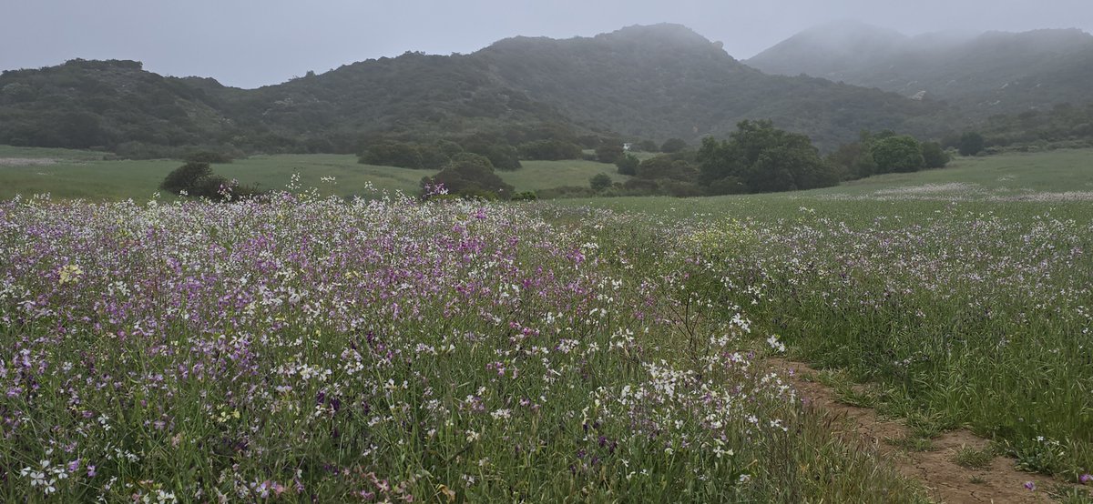 Santa Monica Mt Fund tweet media