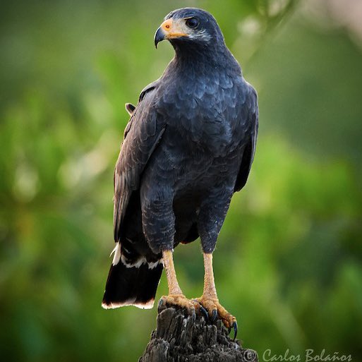 bird wirewrap day 129: common black hawk 🖤🪶
 
TIL: sometimes they’ll flutter their wings in water to scare their prey &amp; “herd” them into shallower water to catch them
# work smart not hard