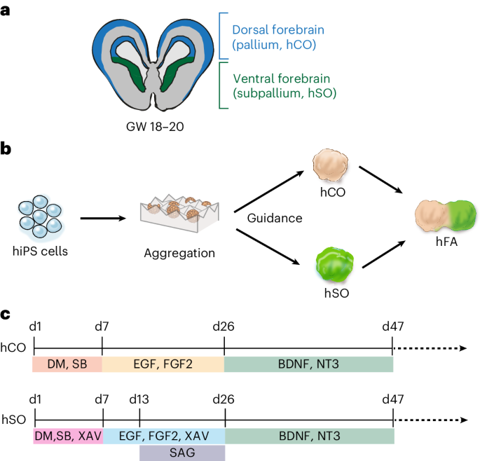 NatureProtocols's tweet photo. New Article! CRISPR screens in human neural organoids and assembloids https://t.co/bPhpLO7o7m https://t.co/irqnSwK1Yu