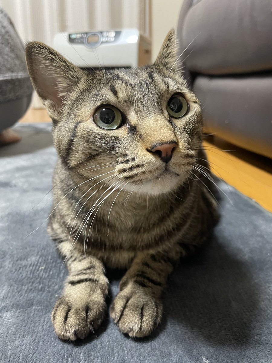 マロンとモンブラン (@tmnr1213) / Posts / X