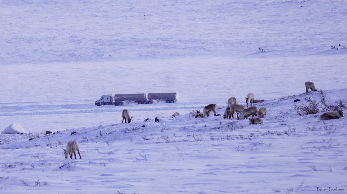 Global Initiative on Ungulate Migration tweet media