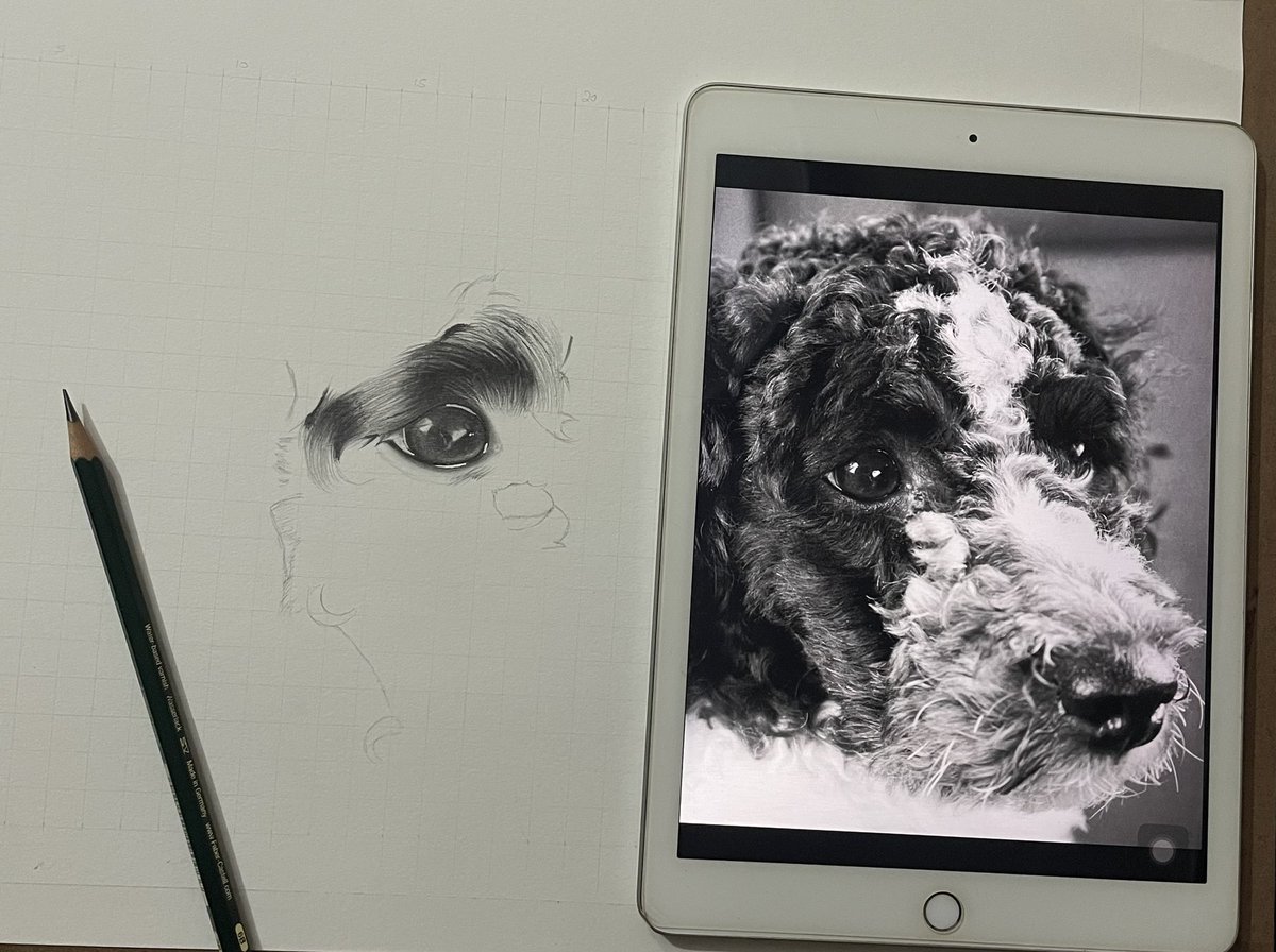 SharmaArt2's tweet image. Work in progress 
#poodle #doglovers #pet