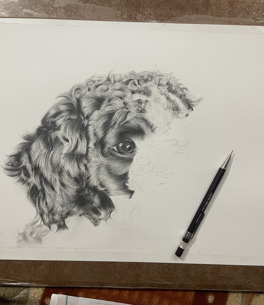 SharmaArt2's tweet image. Work in progress 
#poodle #doglovers #pet