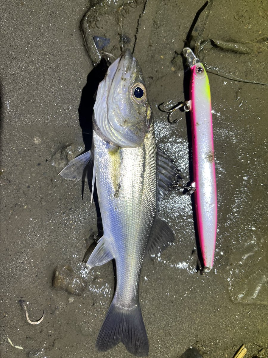 GONZO＠（hayaken) (@GONZOUDAIWA) / Posts / X