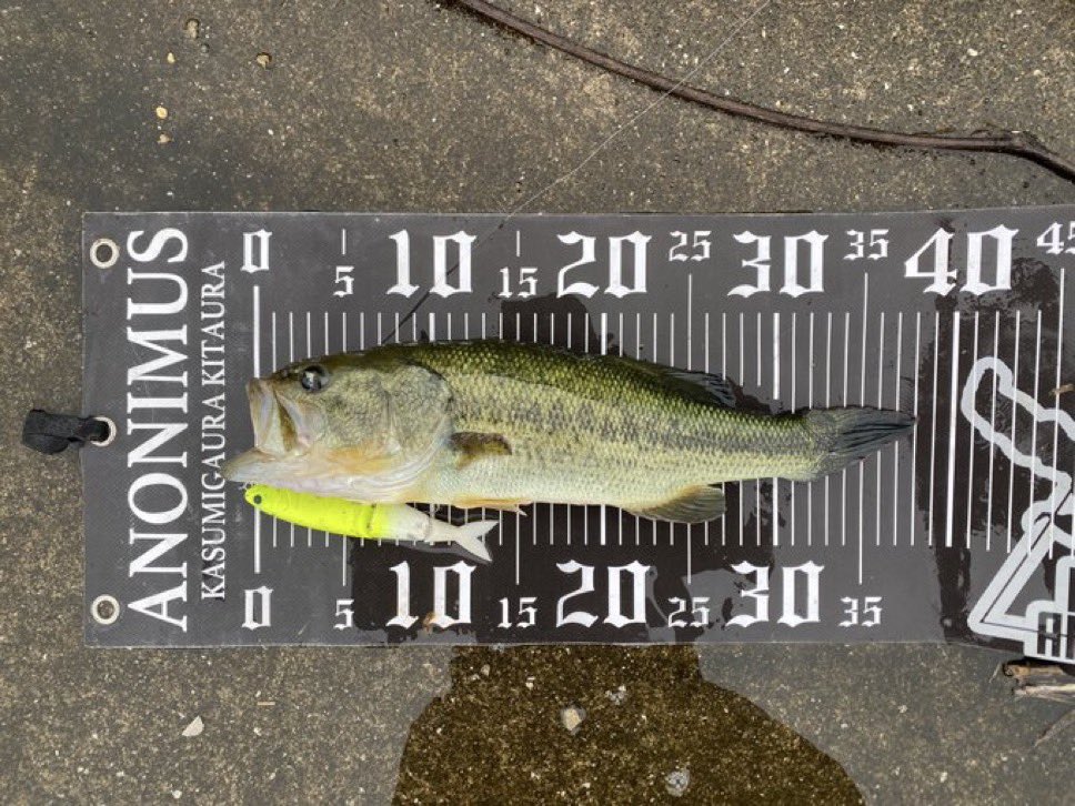 釣り好きtoshi (@seeBass1983) / Posts / X