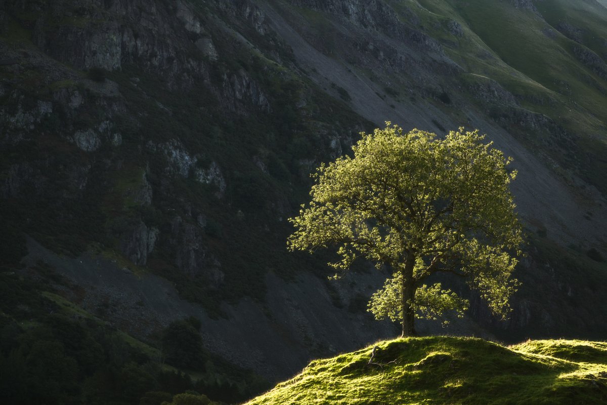 mark_lj's tweet image. A favourite tree on a favourite walk back in the Lakes