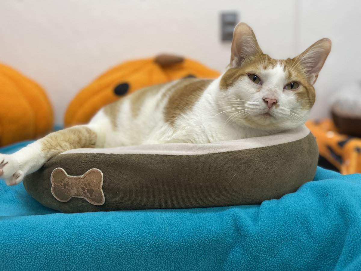 BlindCatRescue's tweet image. #COTD  Nugget was just a four-month-old kitten when he was brought to us. He had tested positive for leukemia and was rescued from Animal Control in Tennessee by a caring facility that drove him 8 hours to save his life.

Read more: blindcatrescue.com/cats/nugget.htm