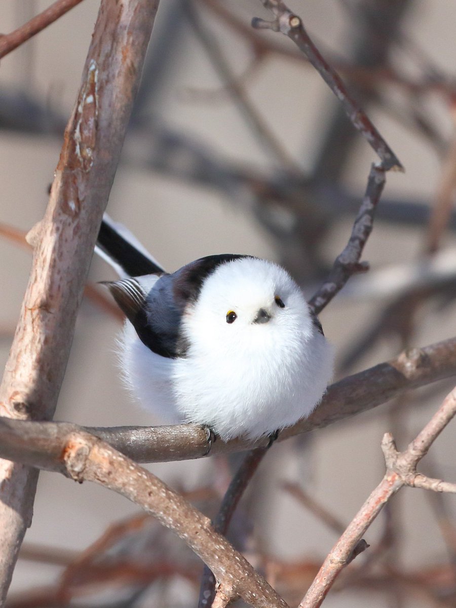 Wildlife Wonders tweet media