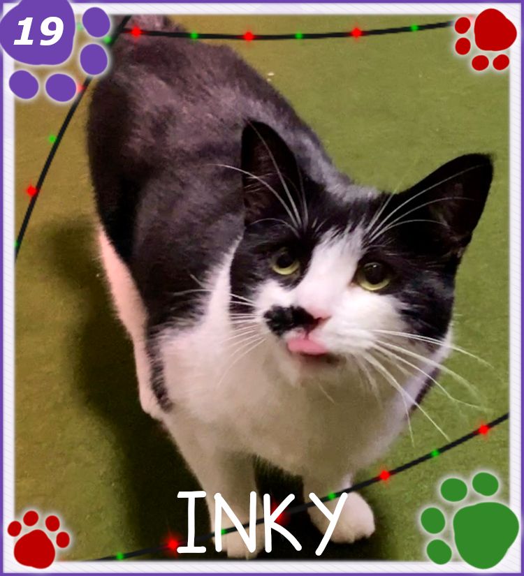 ✨ 𝓒𝓪𝓽𝓿𝓮𝓷𝓽 𝓓𝓪𝔂 1️⃣9️⃣✨

2 Chickens in a row?! :o

Well safe to say this one Inky loved again, anything liquid is her fav c:

Ido still had sauce from his dinner all over his face cuz that guy can't eat calmly 😹 

🍬Treat - Liquid Chicken 🐔