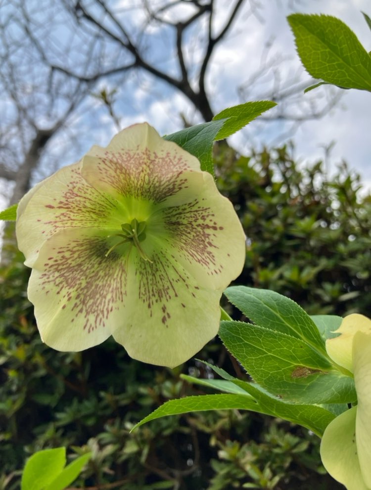 施設の外とかの植物のコーナーは
お！となる素敵植物が多い