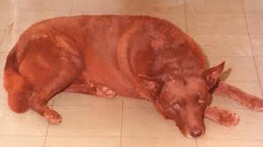 HorrifyingHist1's tweet image. The Anchanchu is a mysterious creature that takes on the form of a frail old man or a red dog in the early hours of the morning. It preys on the charitable, so beware! 👴🐕 #MythicalCreature #Legends #Beware