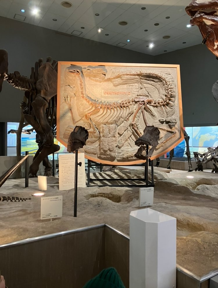 恐竜の骨もまた見たいな〜
影がかっこいいんだよな〜にくい展示！うまい！
