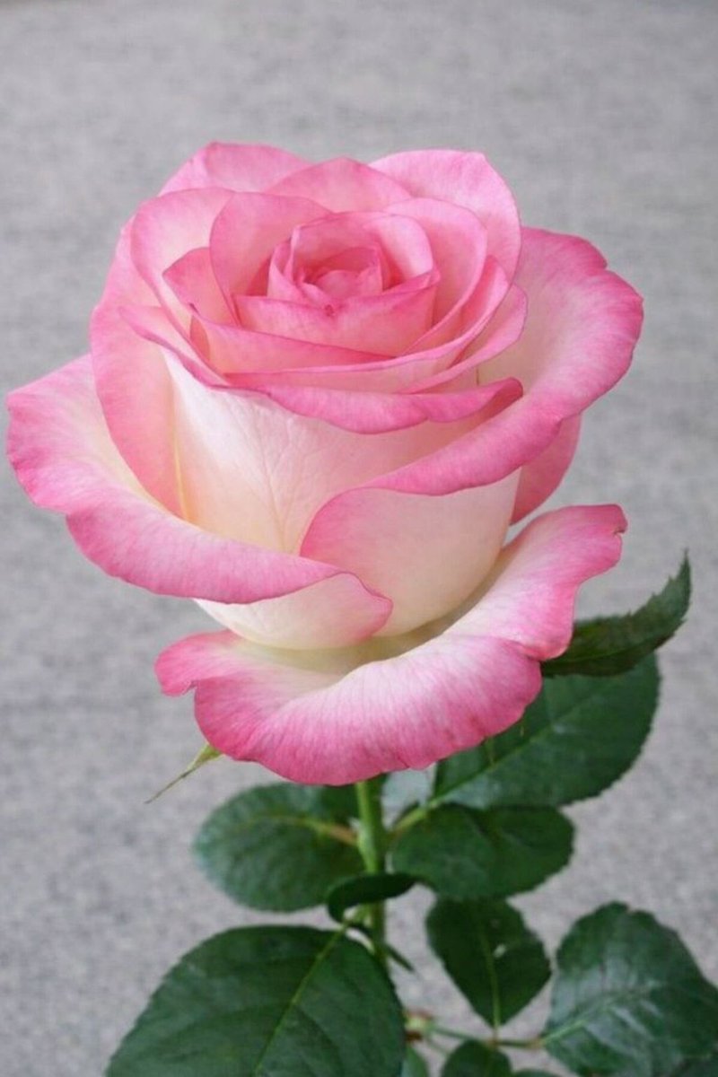 Orhan 🇹🇷🇹🇷🇹🇷 tweet media