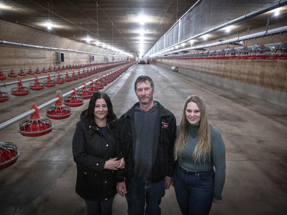 VancouverSun's tweet image. 'The loss ... is brutally hard': Bird flu and flooding present a dual crisis for B.C. poultry farmers vancouversun.com/news/bird-flu-…