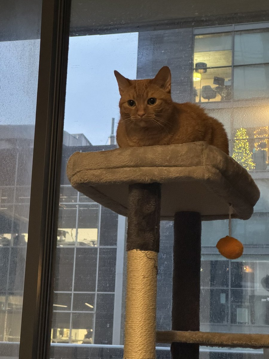 kobertthecat's tweet image. no chat gpt for me thanks. i will be asking kobert the great