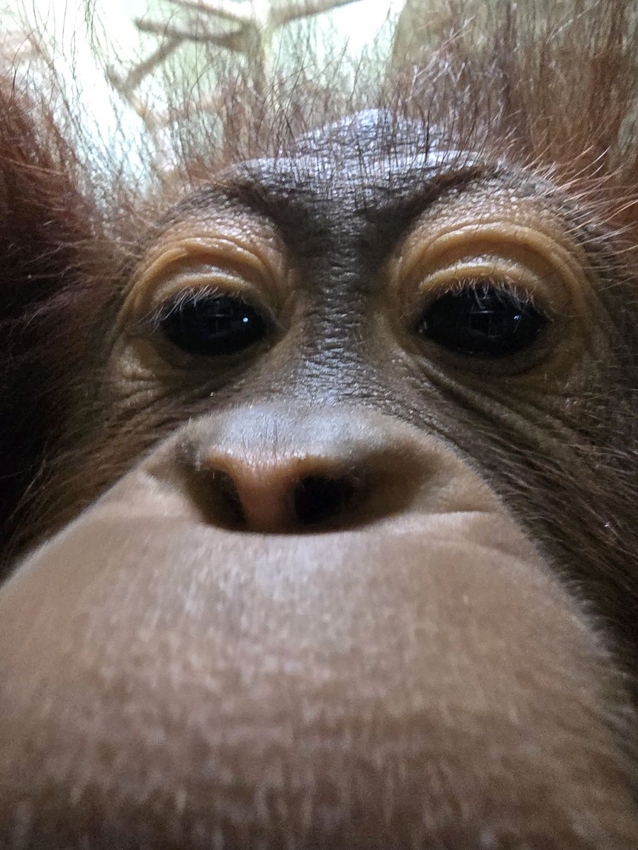 Topeka Zoo tweet media