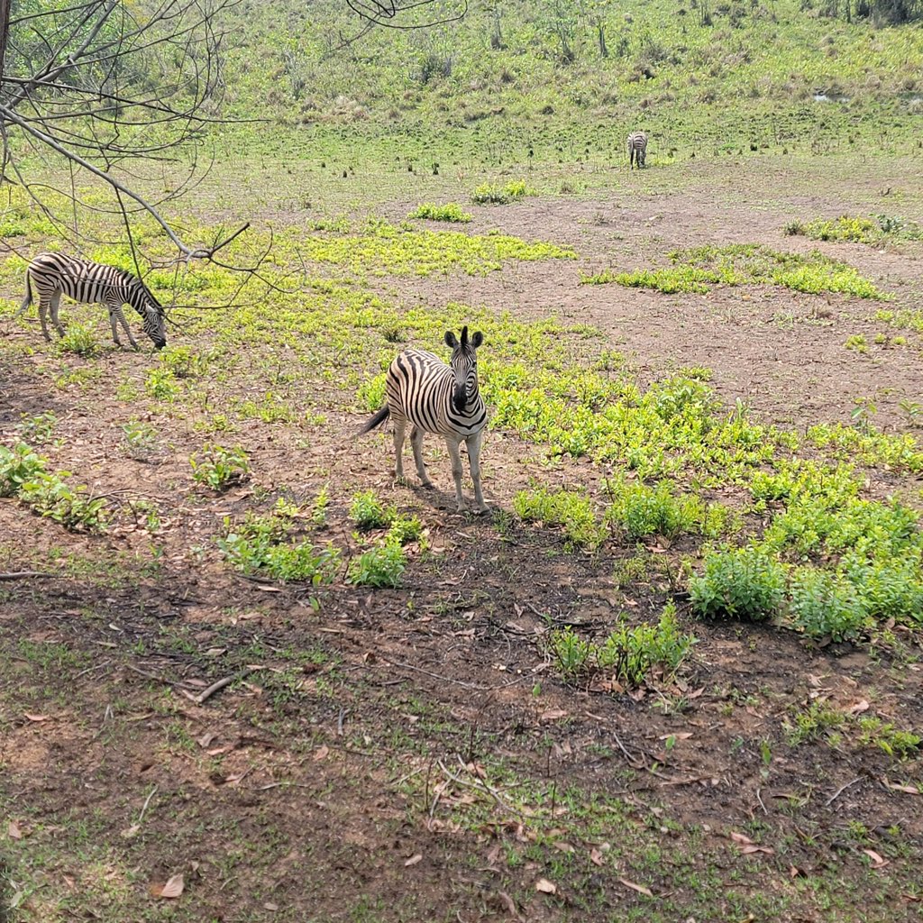 Chaque semaine, la TMB publie une photo réalisée par un collègue - Aujourd'hui, nous partageons la photo de Jean Nzuzi, département Informatique à Kinshasa, qui capture deux zèbres évoluant au cœur du parc de la Vallée de la N’sele, à #Kinshasa. Bon week-end #Congo #RDC