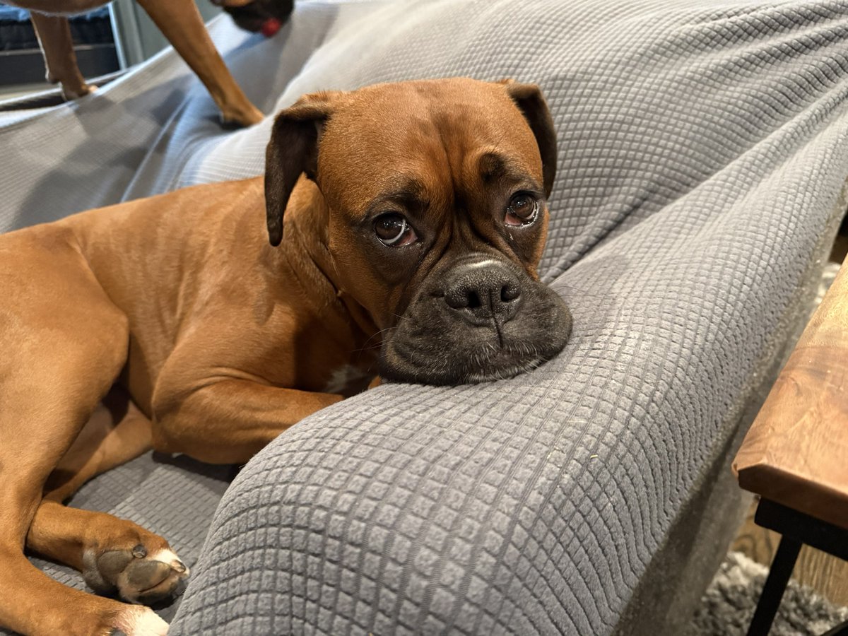What a tired little Luna  

#boxerpuppy #boxerdogs #boxerlife 
#boxerlovers #boxersrock #boxersoftwitter #boxerdogsoftwitter #dogsoftwitter #dogsofx