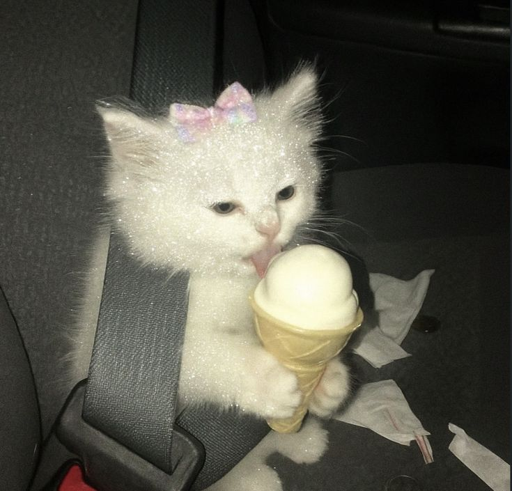 Baraa🐱 (@braauwu) on Twitter photo 