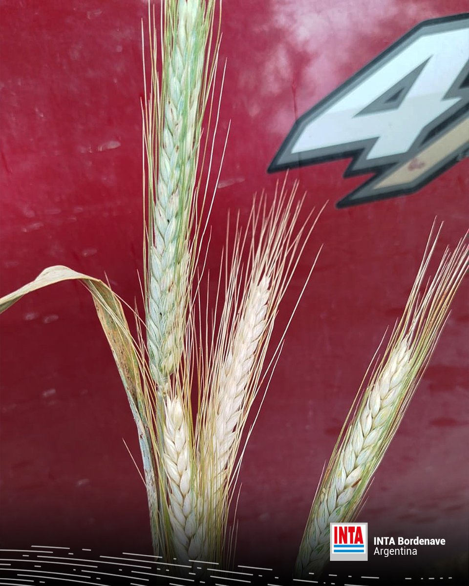INTABordenave's tweet photo. 📣 Acompañando las condiciones del año, muy buena espiga del Triticale ONA INTA en nuestra Estación Experimental 🌱🌱💪 #Triticale #OnaINTA https://t.co/AWBKdy9iJt