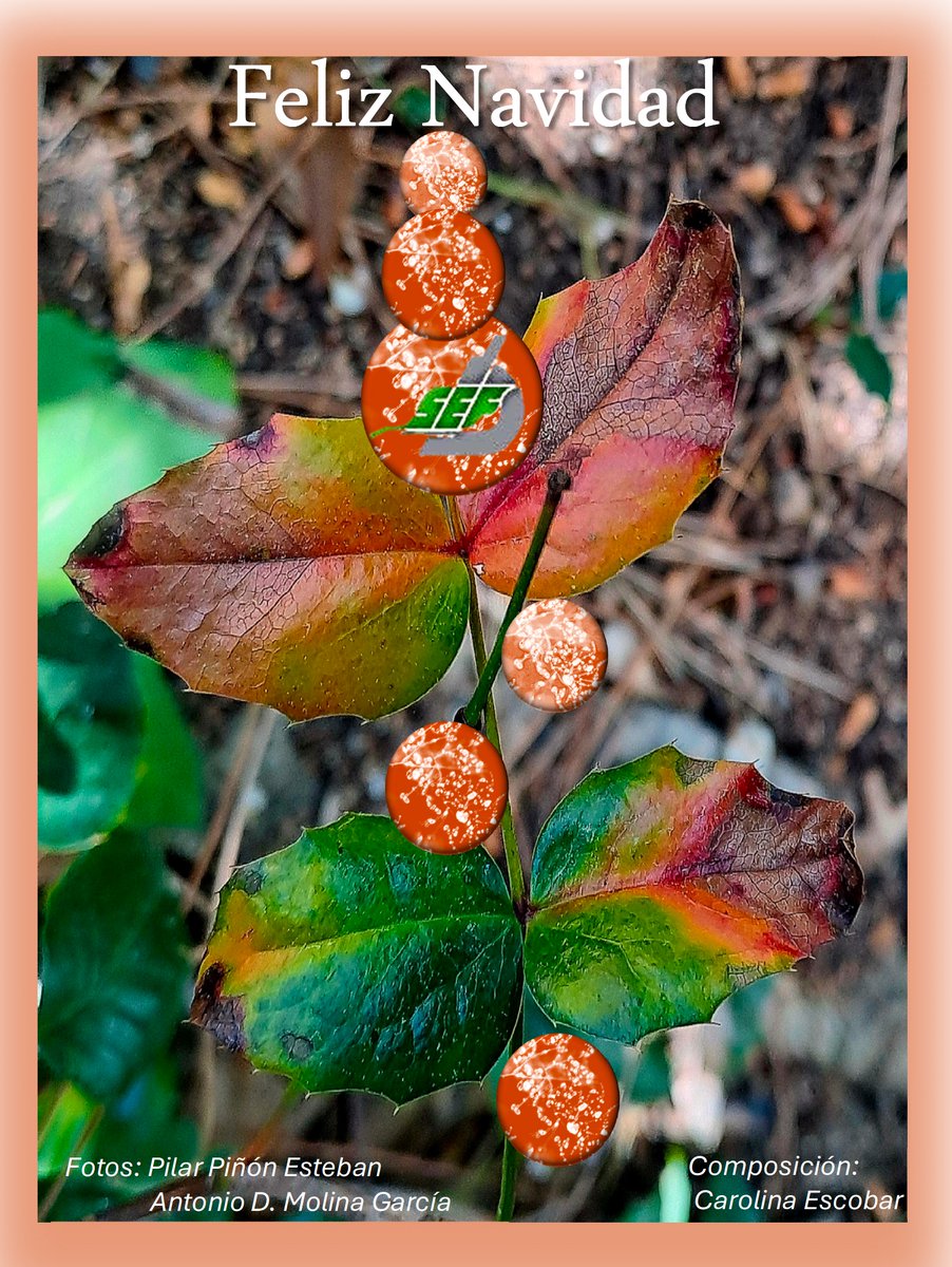 Soc Es Fitopatologia tweet media