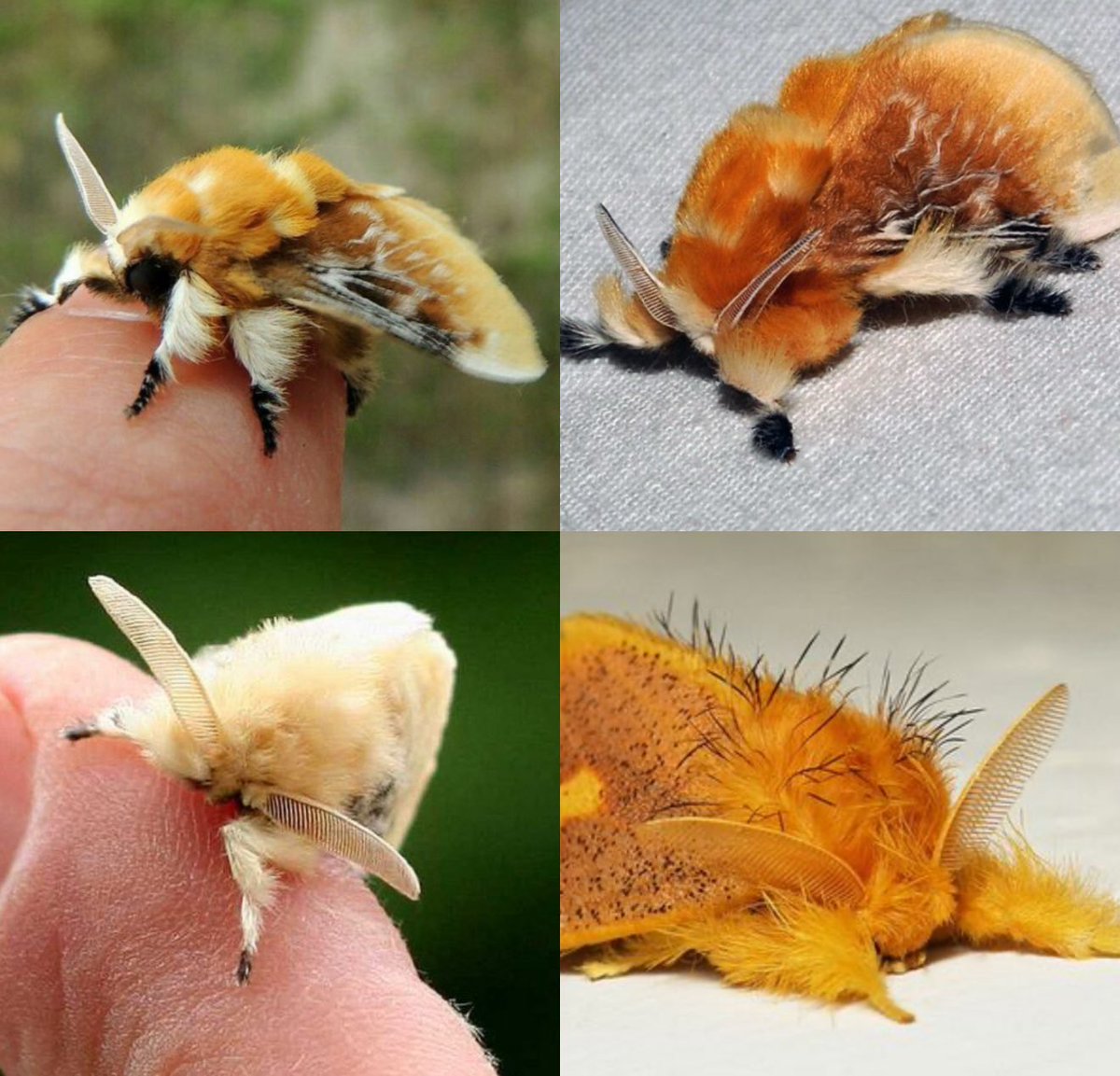 jbr_19892's tweet image. Cute moth 🫶🏻