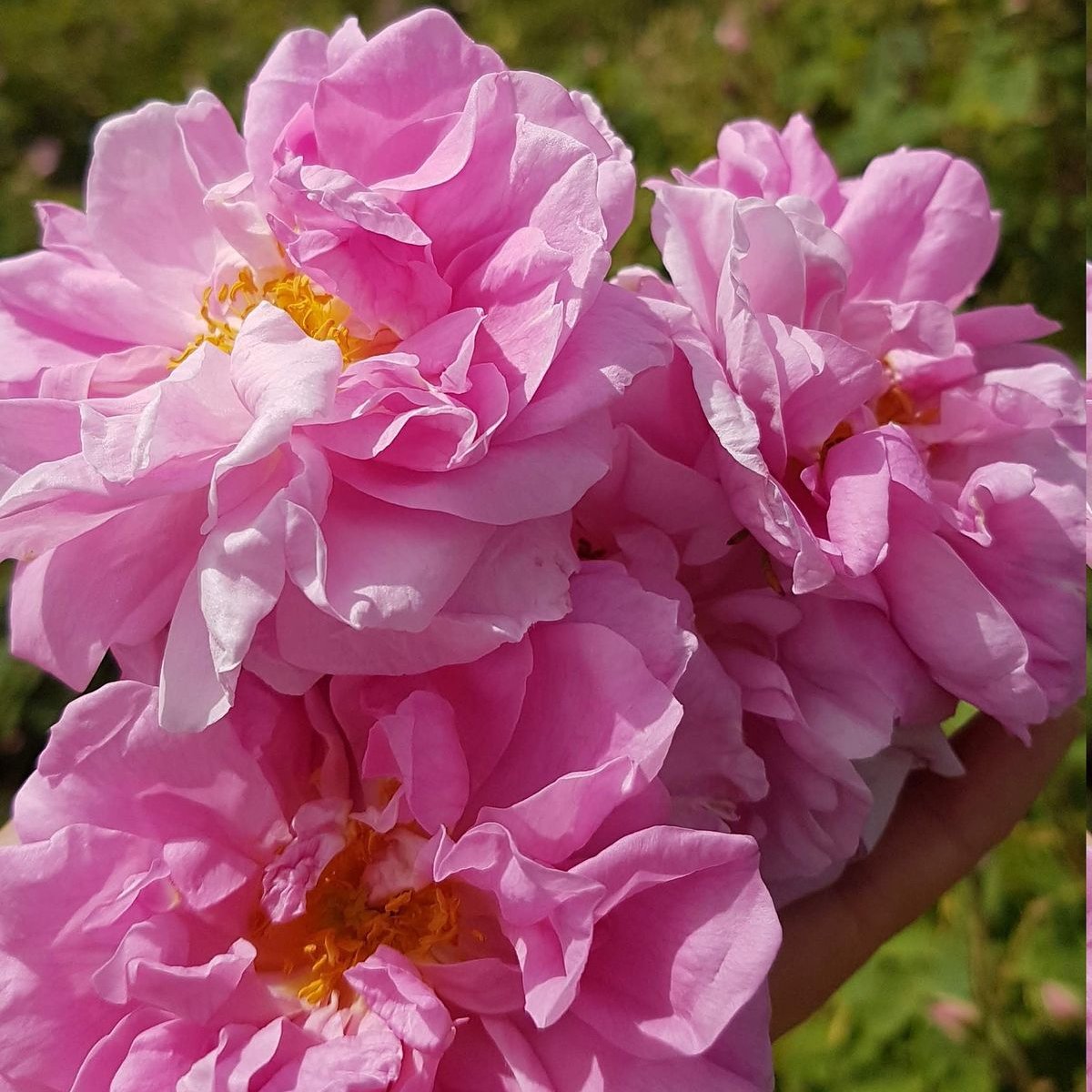 DKAstrology's tweet photo. 🌹🏵️Rose Oil Thread🏵️🌹
🧵

Bulgarian Rose Oil (Rosa Damascena) is known for having the highest vibrational frequency of all essential oils, measured around 320 MHz, 
significantly higher than most other oils (often 52-100 MHz range) and human baseline (around 66 MHz), which gives it immense therapeutic power for emotional balance, stress relief (lowers cortisol), skin health, and elevating overall body frequency.