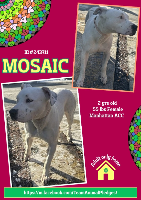 NMBewitched's tweet photo. Mosaic๐ฅฐ
#NewDogontheBlock
https://t.co/rD23CM6Cxc
#AdoptMe
Mosaic was abandon on Ryer Ave #Bronx
She watched her human walk away
What were her thoughts?
At 1st I am sure she waited, after all their love is pure
But as time went by, reality set in
They left her๐
Now this sweetheart is friendly, a little scared
But she has so much love to give
May we find her #HomeforChristmas