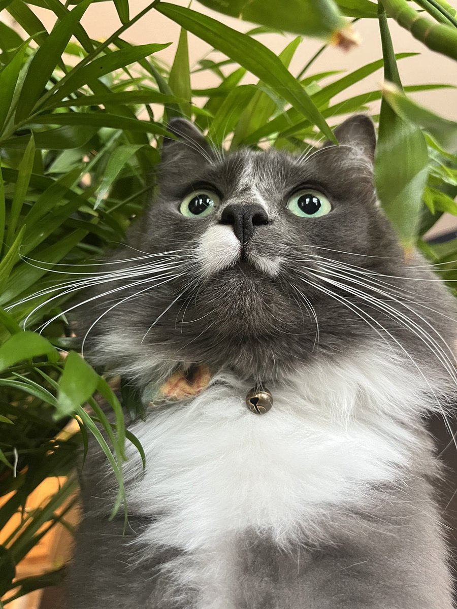 cyvir0's tweet photo. everyone say hello to flynn. he’s very photogenic https://t.co/jjM3RYsdc4
