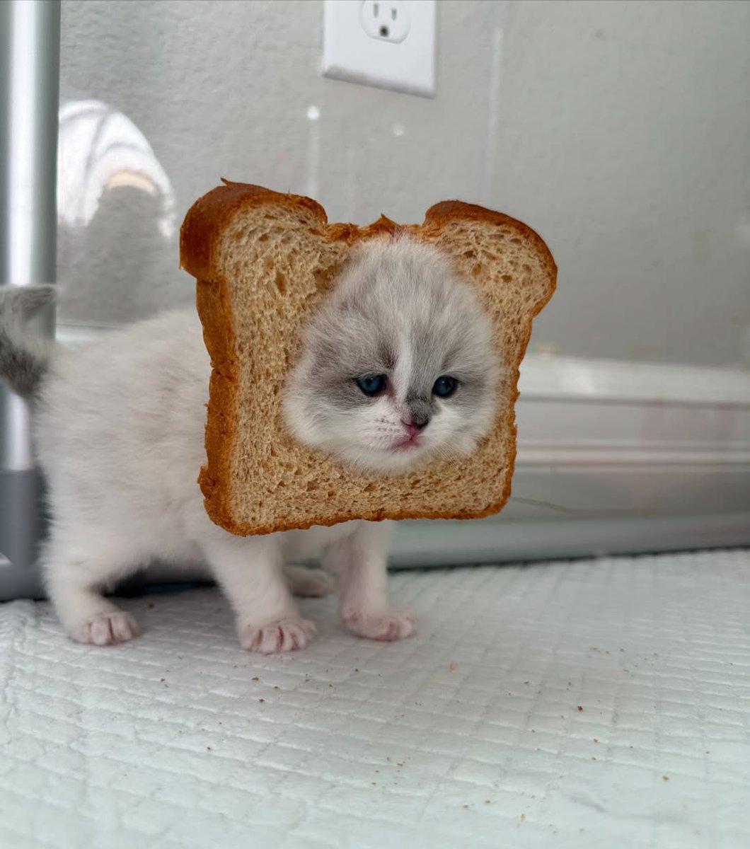 smol silly cat tweet media