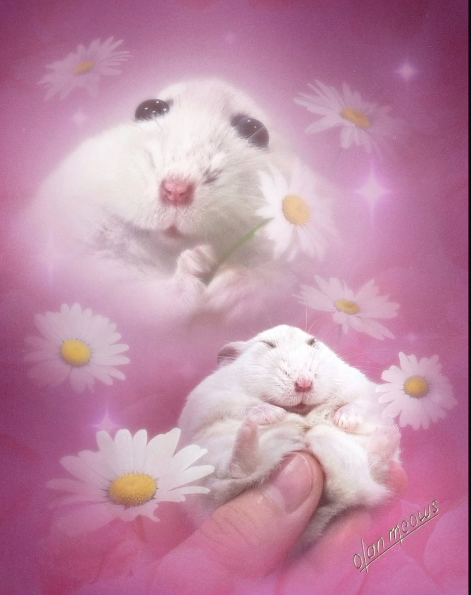 hamster (@hamsterie) on Twitter photo 