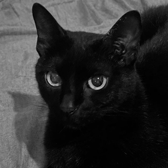 joaquin as cats (@bigotesxjoaco) on Twitter photo 