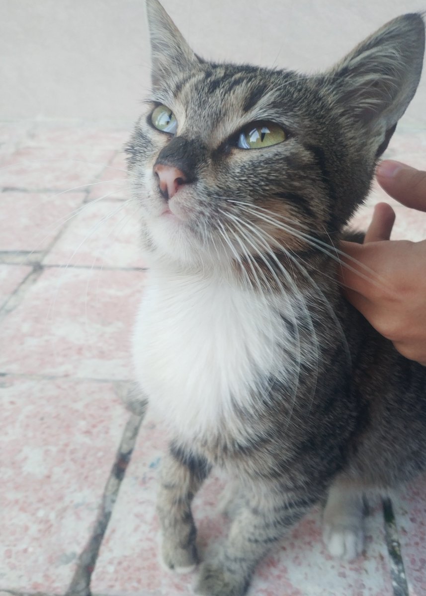 ÇOK ACİL YUVA‼️
6-7 aylık dişi kedi,aşırı uysal ve sevecen bir kedi sokaklarda mahvolmasın hayatı lütfen ona yuva bulalım,İZMİR,iletişim için dm