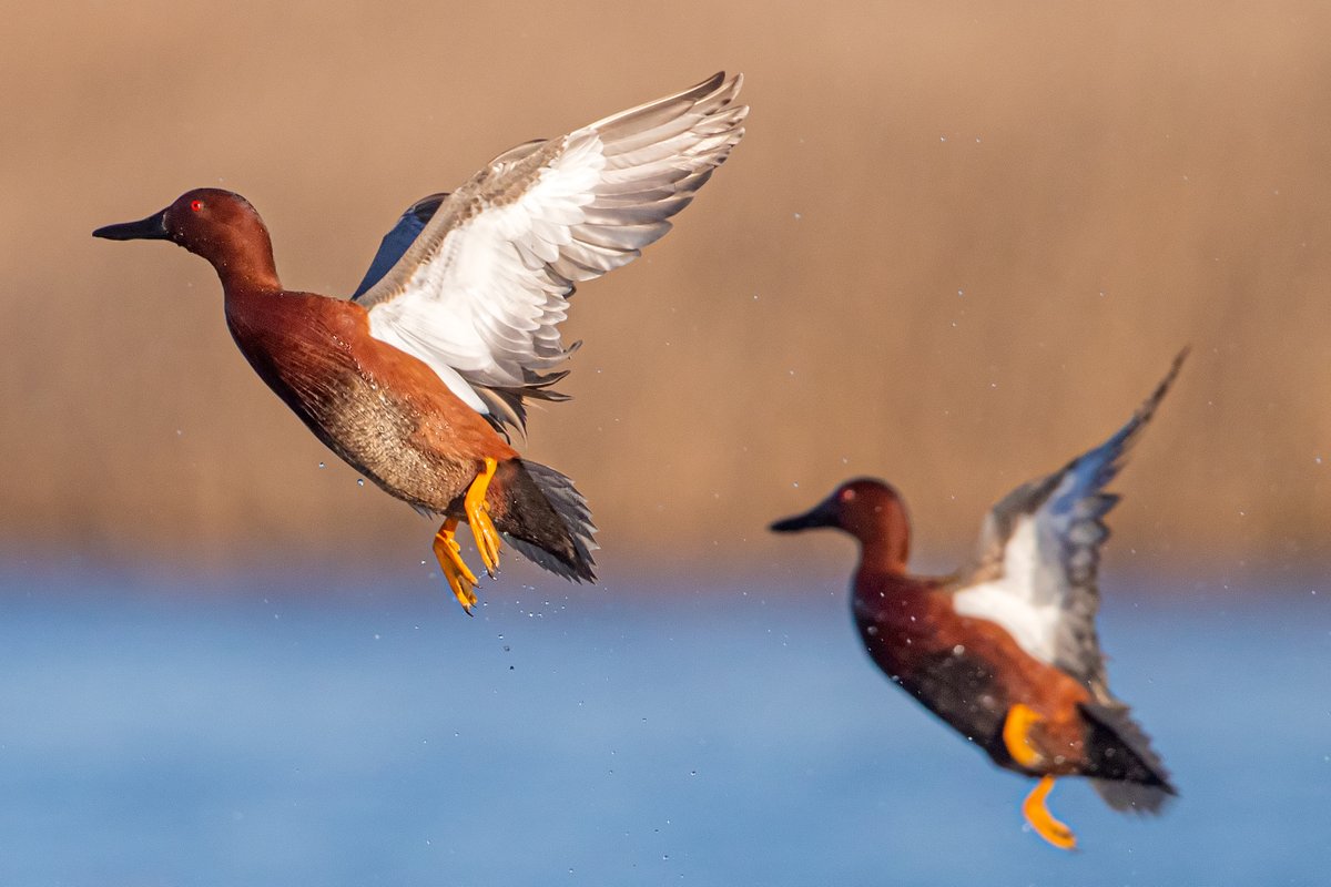 CA Rice Commission tweet media