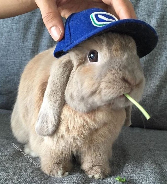 seungmin as bunnies tweet media